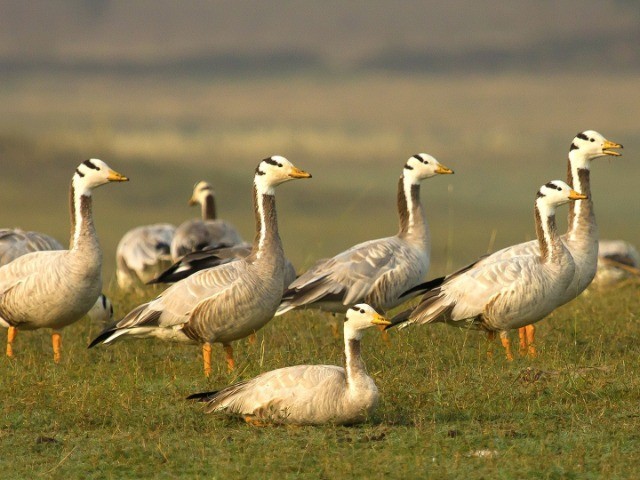 Top 8 Places To Go Birdwatching—Nagpur