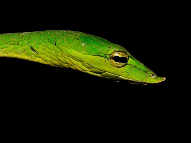 Amboli