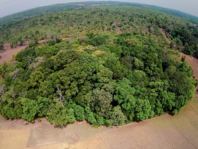 Sacred Groves