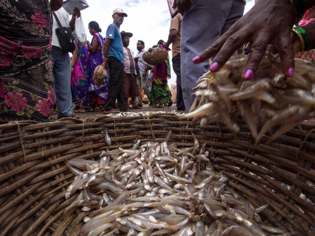 Do You Really Know Your Fish?