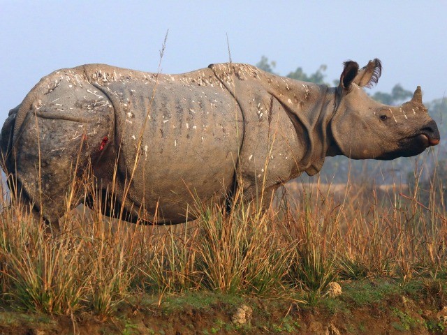 Beyond Kaziranga