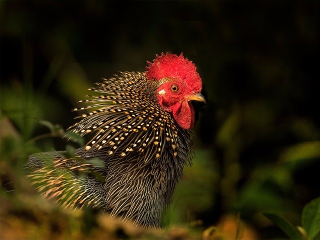 Birding In God’s Own Country