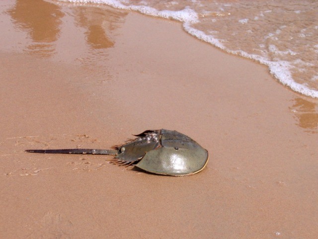Horseshoe Crab