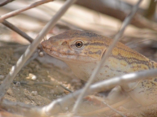 Desert Monitor