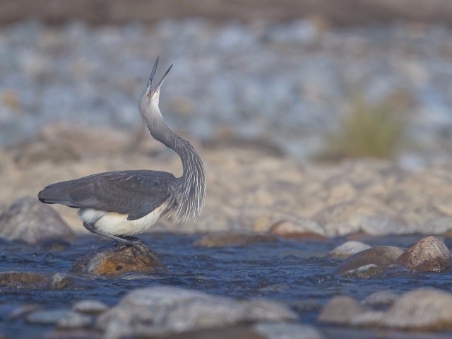 Catching A Glimpse Of The White-Bellied Heron In India