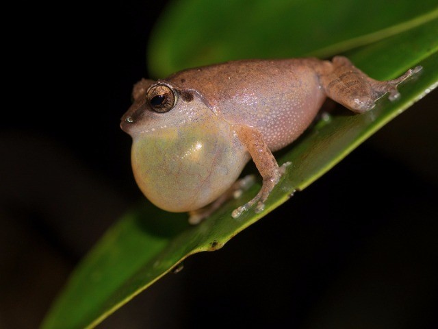 Croak Studio