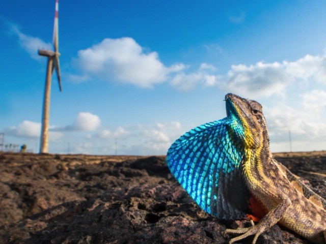 Lizards Of The Windmill Plateau