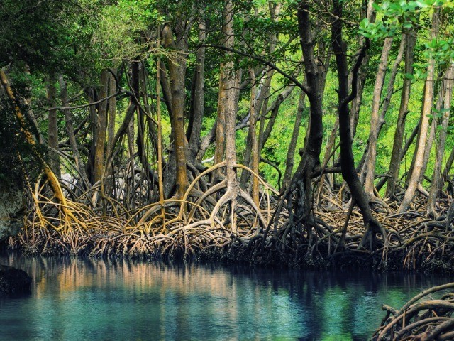 Mumbai’s mangroves are truly special