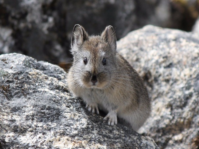 PIKA-boo!