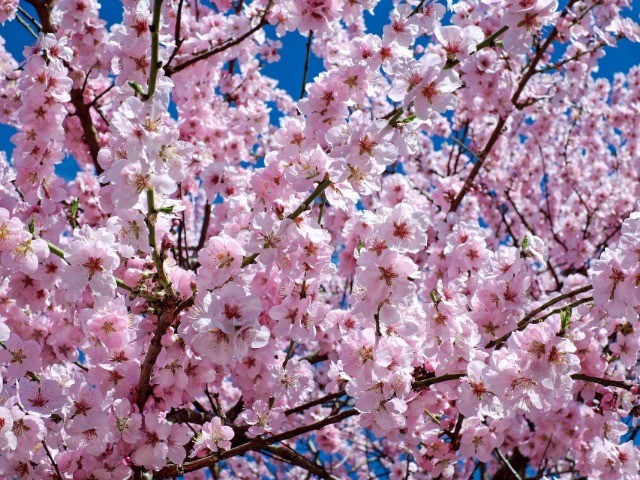 It’s Cherry Blossom Time In Shillong!
