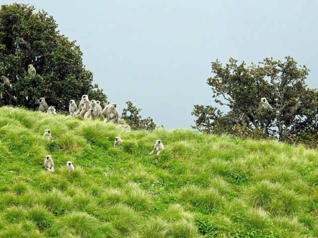 Living With Langurs