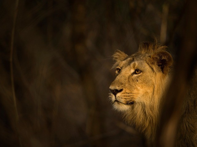 Who Is King?