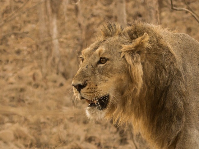 Madhya Pradesh wants the lion’s share