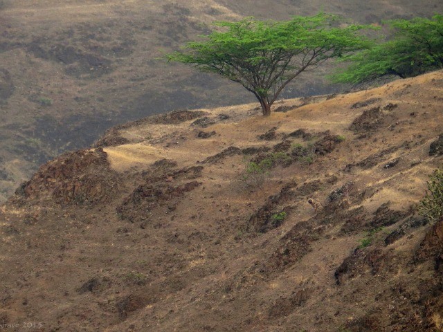 Camouflage Challenge: Now You See Me...