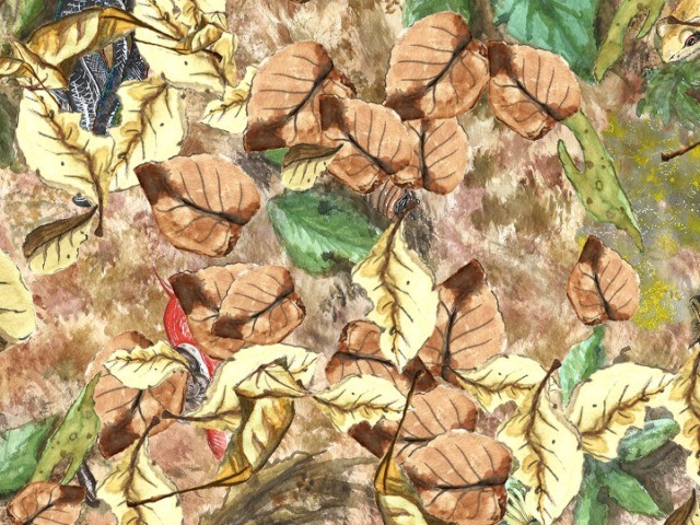 Secrets Of The Forest Floor