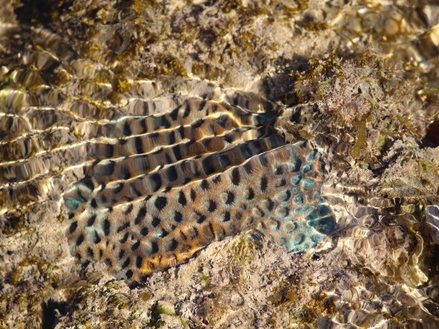 Narara