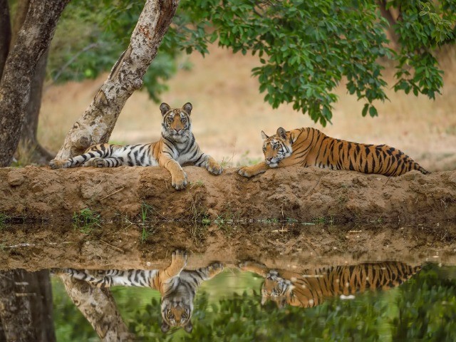 The Wild Nation – Deciduous Forests