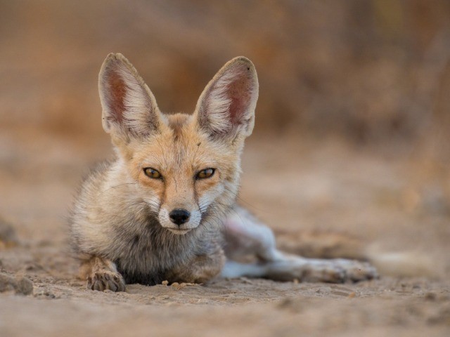 The Wild Canids - India Project