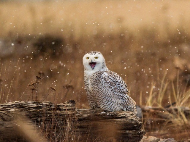 Winter Is Coming