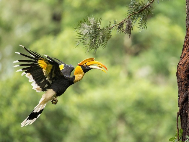Great Hornbill: Changing Habits And Habitats