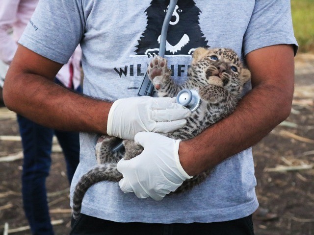 Lost leopard cub reunites with the mother with help from local NGO