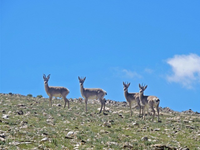 The Curious Case Of India's Tibetan Gazelle Population