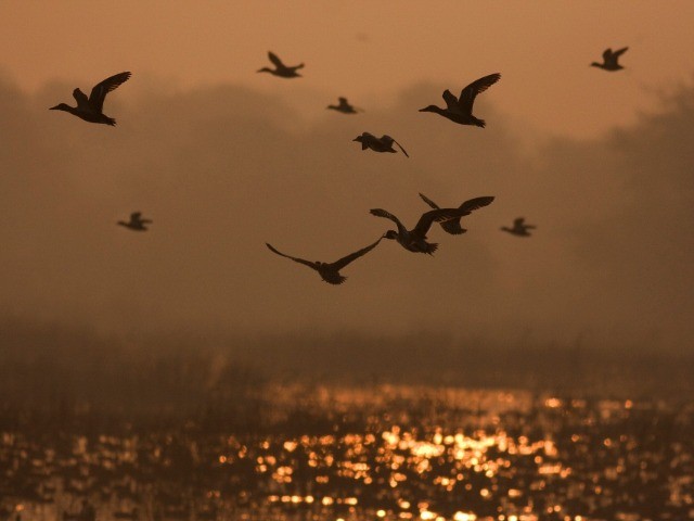 Into The Wild Series – Reminiscing Wetlands