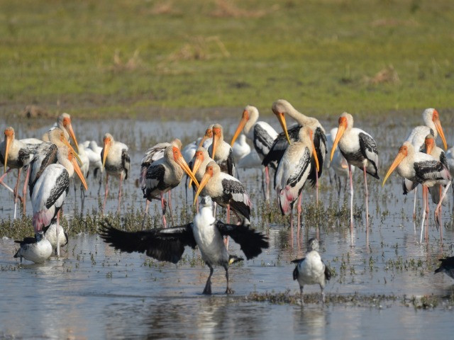 Top 13 Places To Go Birdwatching—Indore