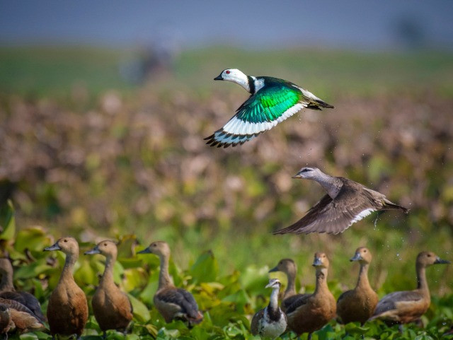 Photographing The Birds Of India's Wetlands