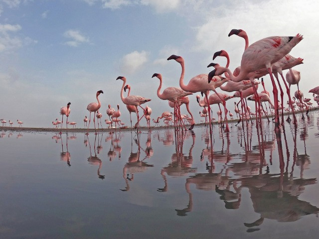 The Wetlands Of Gujarat