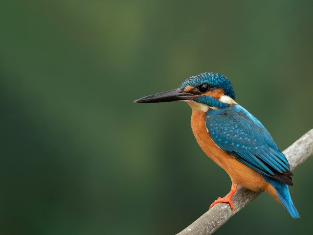 Photographing India's Popular Avians