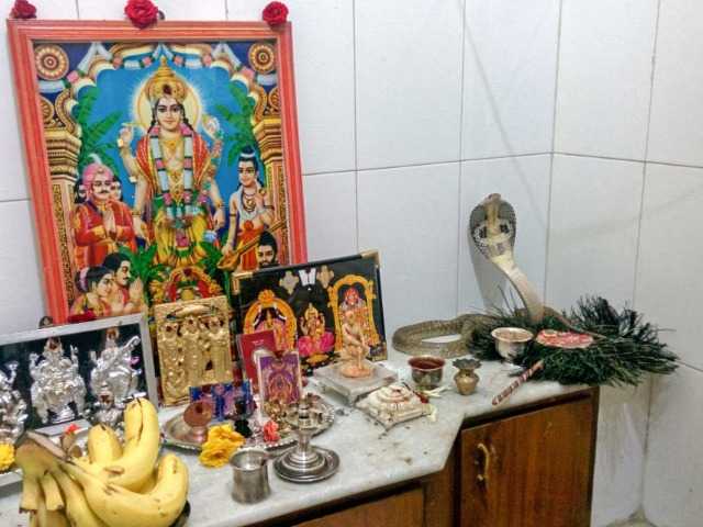Bangalore's Snake Rescuers Are Busier Than Ever Before