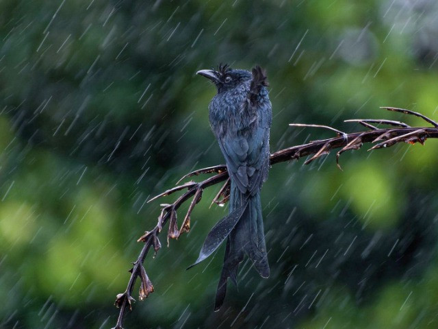 A Primer On The Drongos Of India