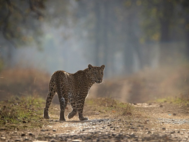 Snapshots From Satpura Tiger Reserve