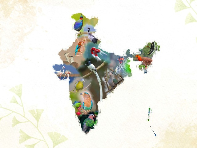 Meet The State Birds Of India