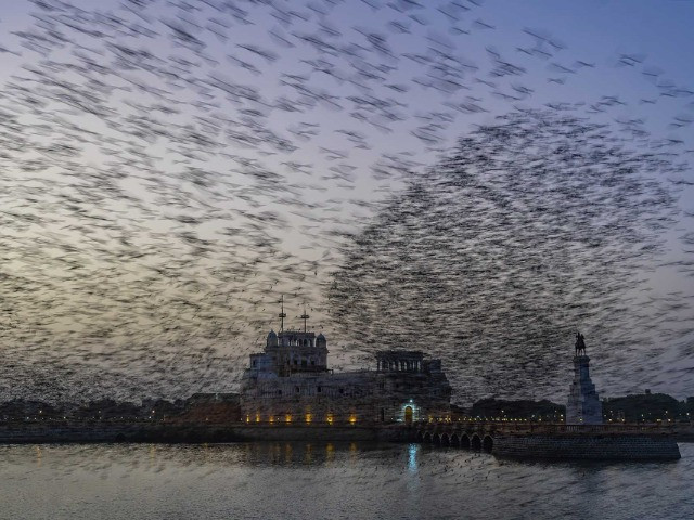 The Spellbinding Ballet Of Rosy Starlings