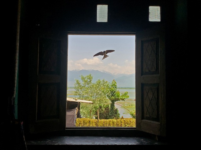 The Beloved Katij Of Kashmir