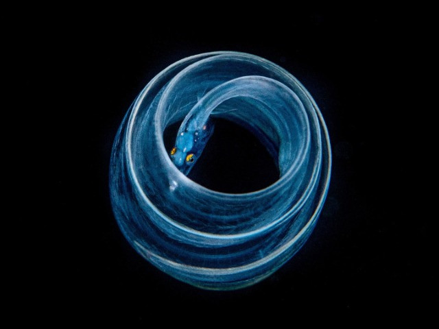 The Alien Wonders Of Blackwater Diving