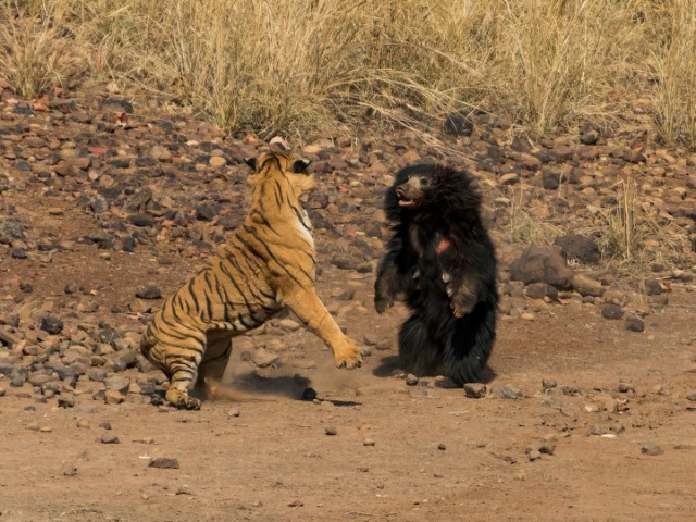 Battle Of Behemoths: Sloth Bear Vs Tiger