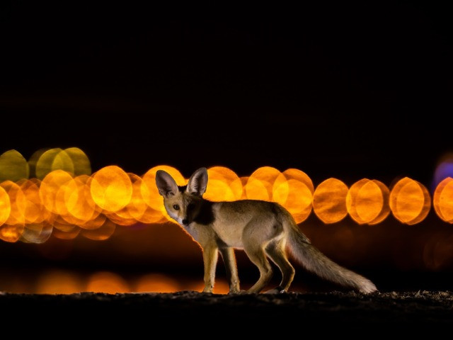 The Red Foxes Of Kuwait City