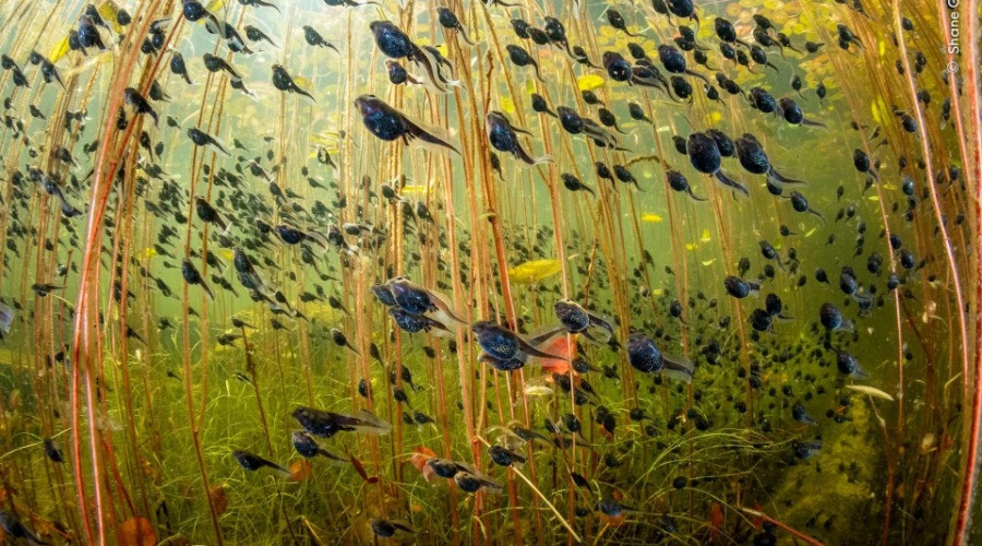 NHM WPY 60: Winners