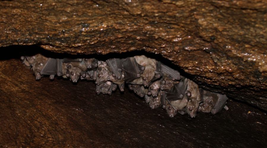 In Search of Salim Ali's Fruit Bat