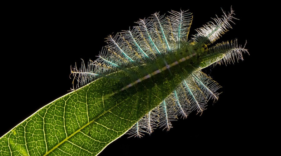 The Perilous Life Of A Common Baron Caterpillar