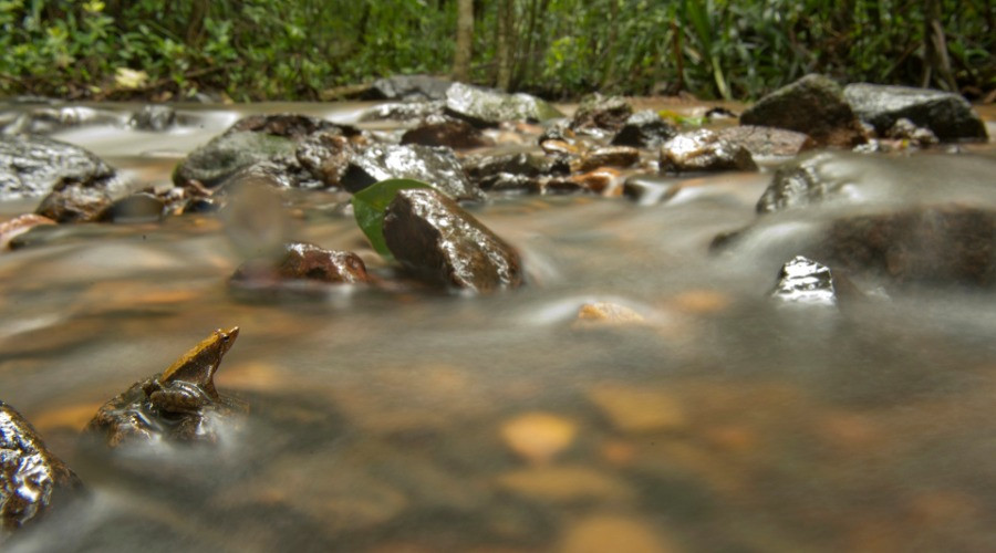 The Foot-Flagging Frogs Of The Western Ghats