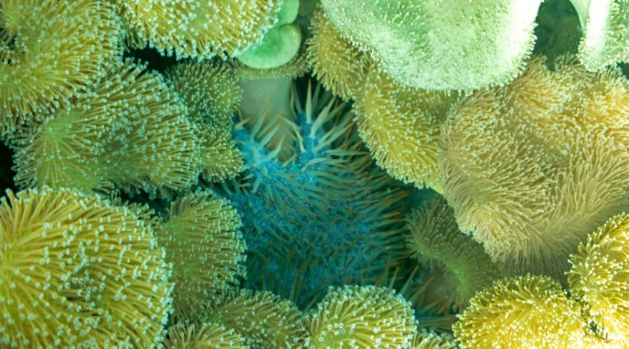 The Neglected Realm Of Soft Corals