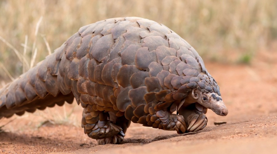 Pangolin Scales Officially Banned From Chinese Medicine