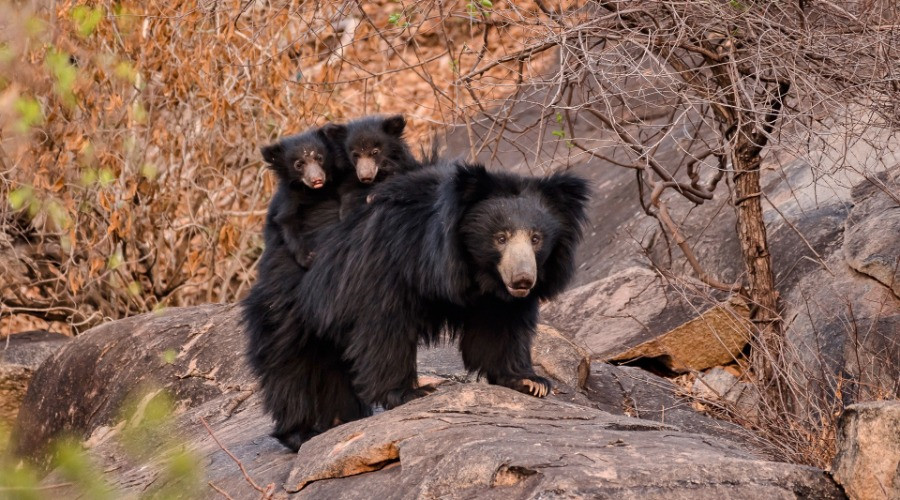 10 Things You Need To Know About Sloth Bears