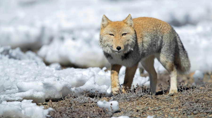 Shining A Light On The Foxes Of India