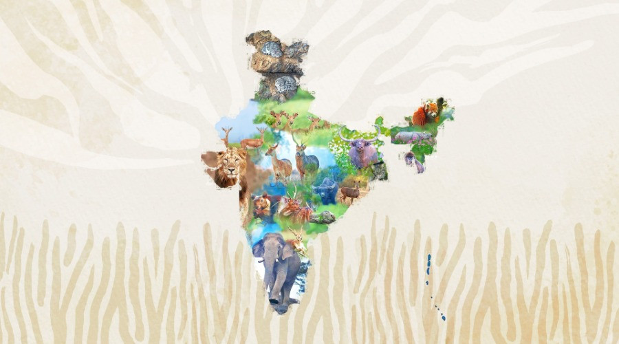 Meet The State Animals Of India