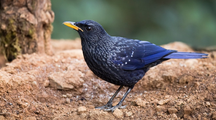 The Babbler: Issue No. 10